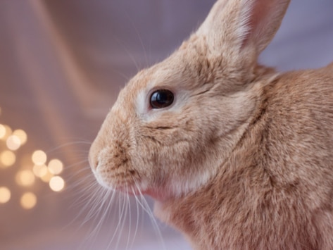 Electric Cord Bite Injury in Rabbits